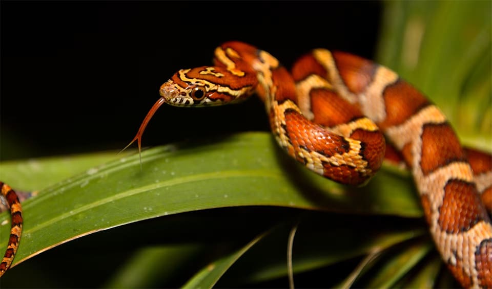 Kansas Corn Snake Species Characteristics